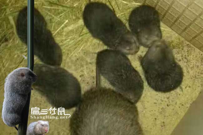 2024竹鼠種苗批發(fā) 廣西云南竹鼠養(yǎng)殖場基地 湖南竹鼠290/只