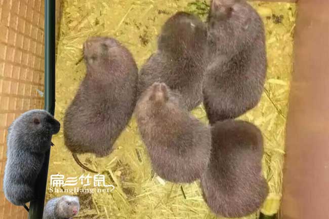 竹鼠胃腸炎的產(chǎn)生原因