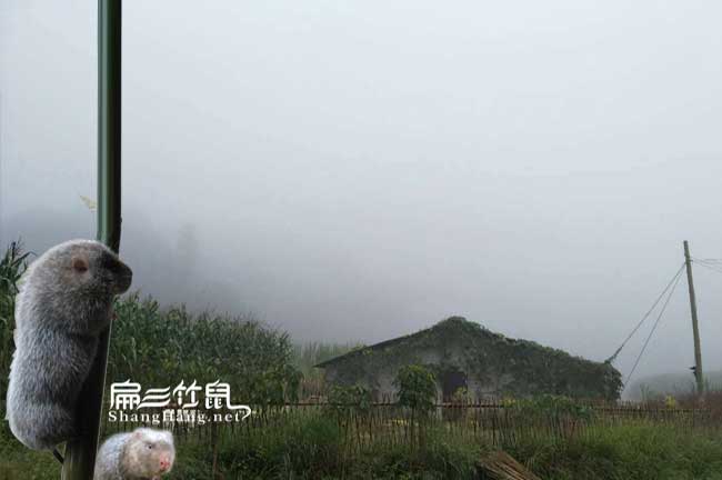 比利時兔、花兔月月兔竹鼠胃腸炎防治措施