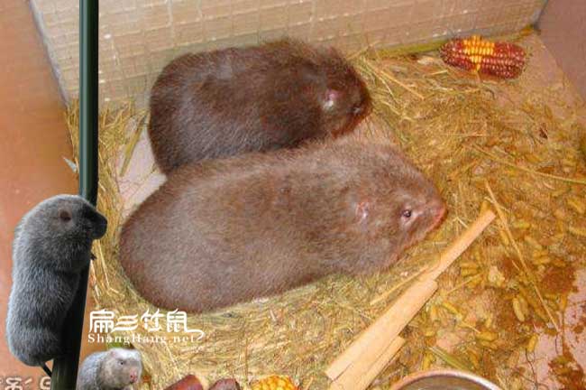 竹鼠對濕度的要求