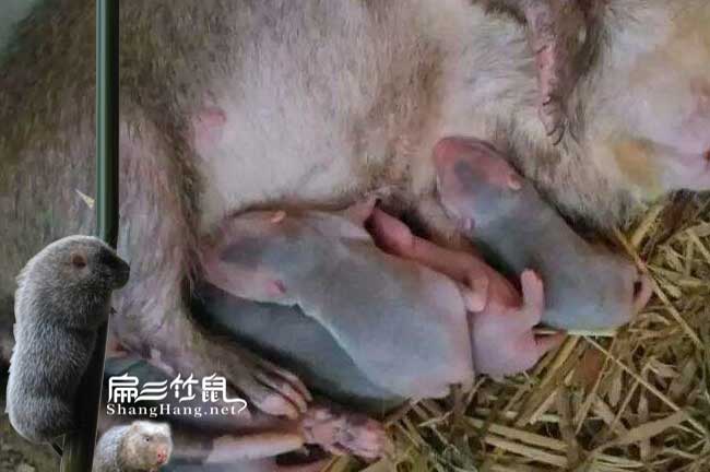 怒江養(yǎng)殖種苗批發(fā)