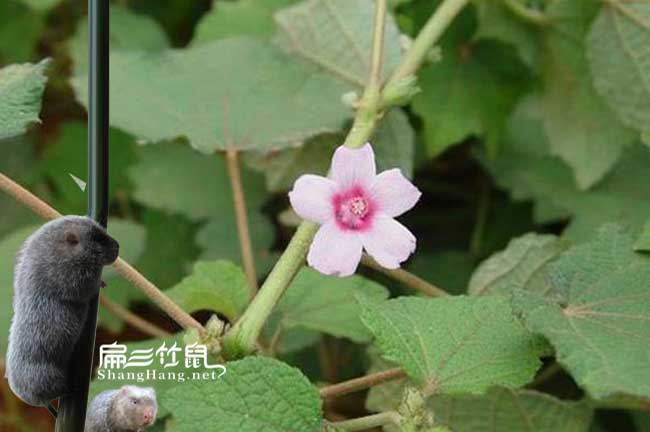 四川竹鼠腸炎中藥地桃花