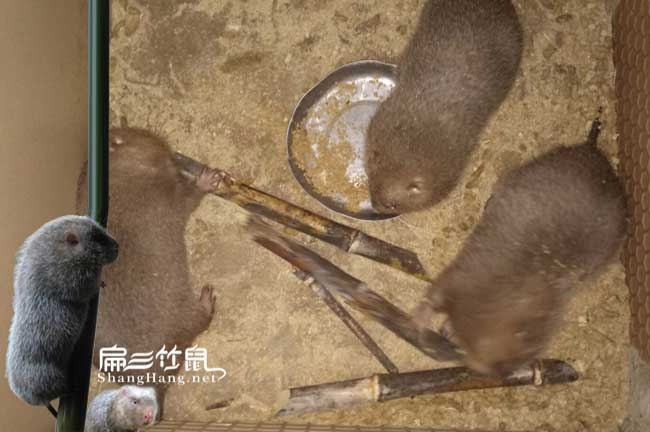 玉溪竹鼠種苗批發(fā)價(jià)格|澄江|通海|華寧|易門|峨山竹鼠養(yǎng)殖