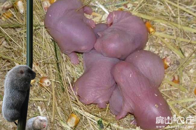竹鼠種苗 陜西養(yǎng)殖基地批發(fā) 竹鼠種苗價格 多少錢一斤/對/組