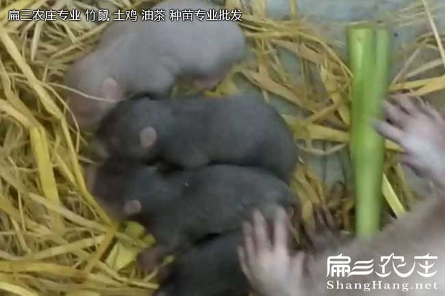 竹鼠舍對濕度的要求