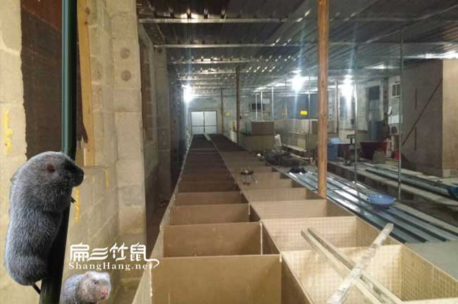 中山竹鼠養(yǎng)殖場