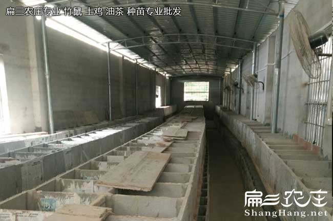 竹鼠糞便成糊狀