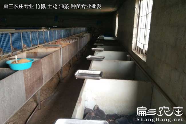竹鼠為什么會產(chǎn)生胃腸炎