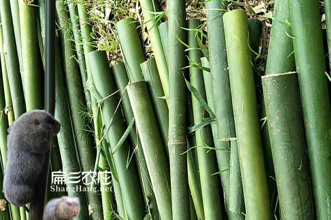 中山大型竹鼠養(yǎng)殖場 廣東梅州河源梅縣一組(1公3母)460元/對