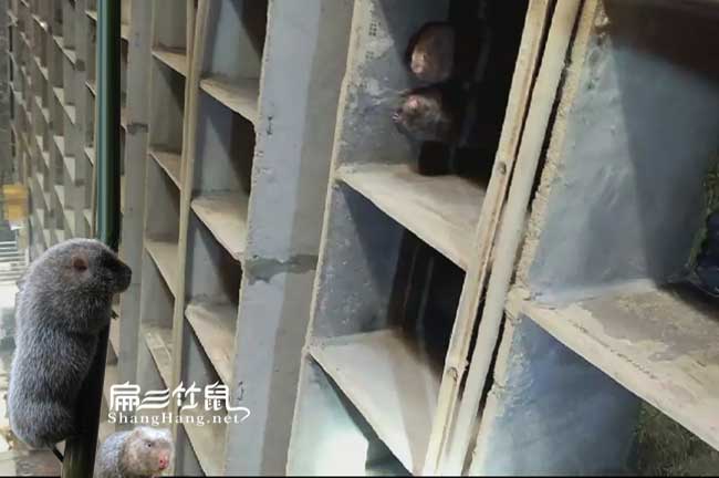 巴州竹鼠養(yǎng)殖技術培訓基地