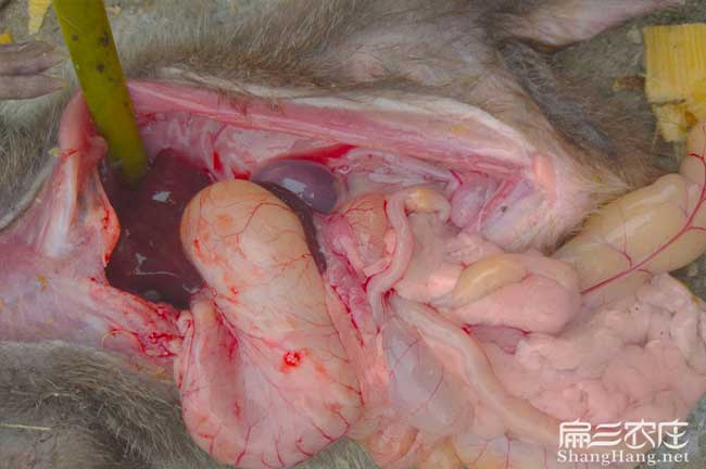 竹鼠腸炎解剖注意事項