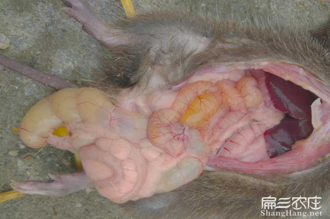腸炎竹鼠要解剖