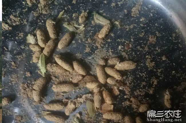 腸炎看竹鼠大便