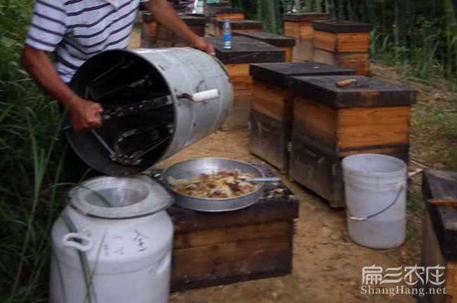 浙江蜜蜂價(jià)格