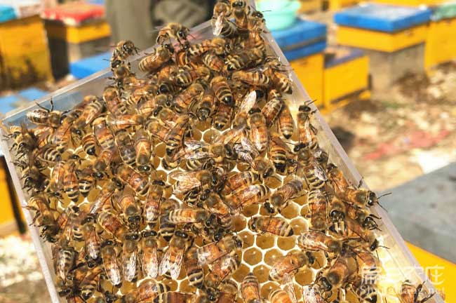 重慶蜂群批發(fā)