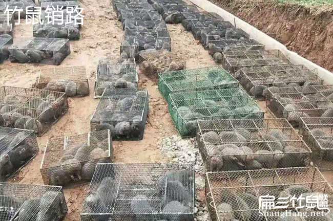 竹鼠養(yǎng)殖設(shè)備