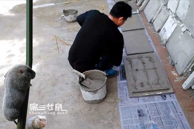 中方竹鼠種苗批發(fā)