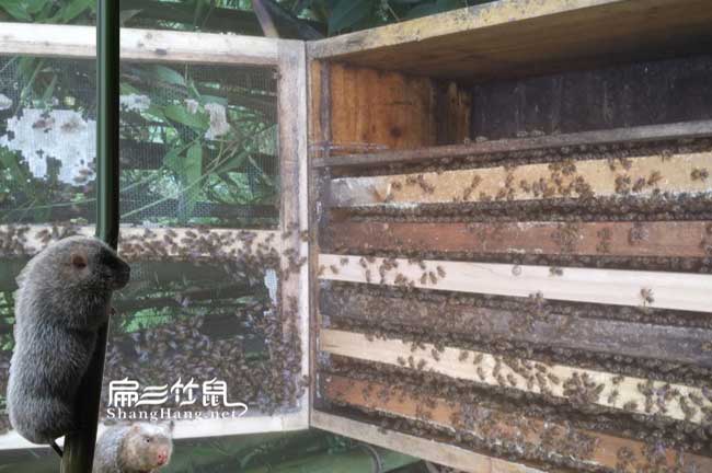 在阜陽養(yǎng)殖竹鼠市場零