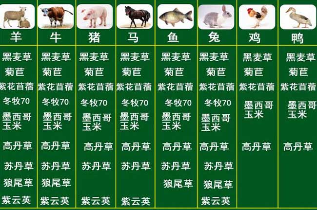 湛江竹鼠養(yǎng)殖牧草種植