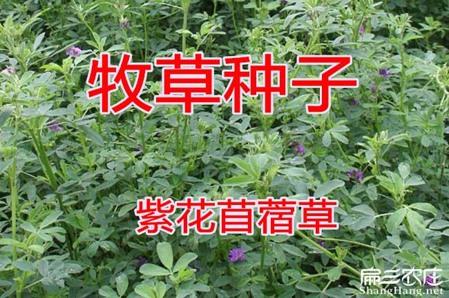 廉江竹鼠種苗批發(fā)
