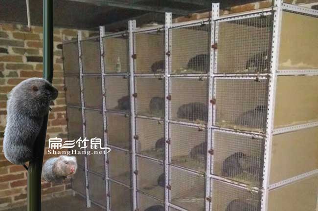 廣東湛江八點(diǎn)黑養(yǎng)殖合作社