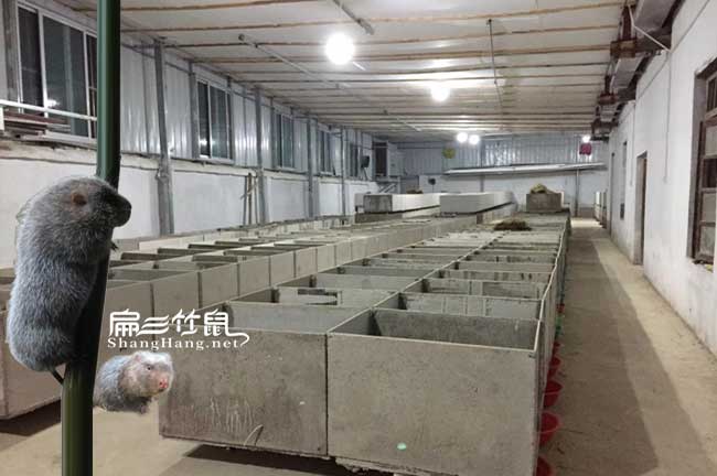 江蘇竹鼠養(yǎng)殖場