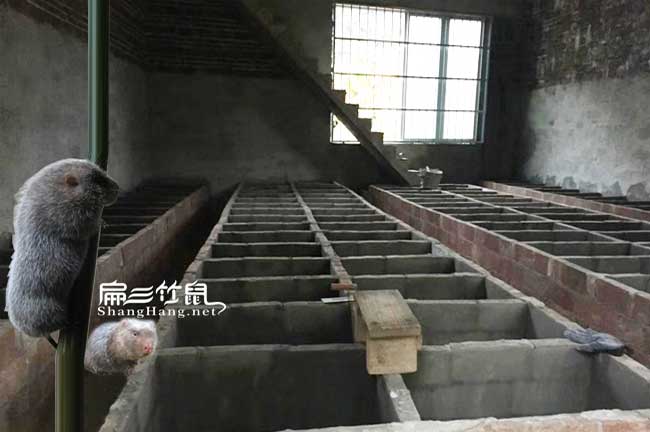 翁源竹鼠養(yǎng)殖