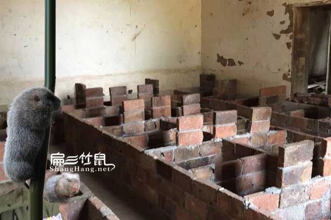 永泰縣生態(tài)竹鼠養(yǎng)殖