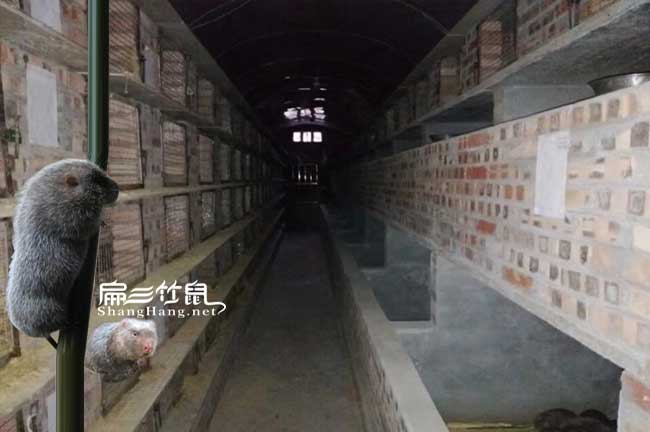 恭城竹鼠養(yǎng)殖
