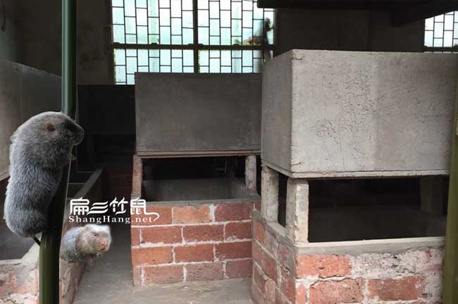 新立體鼠窩設(shè)計