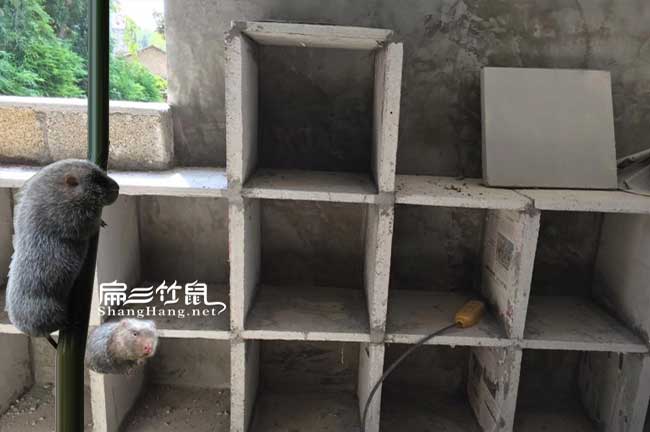 陽(yáng)西竹鼠養(yǎng)殖基地
