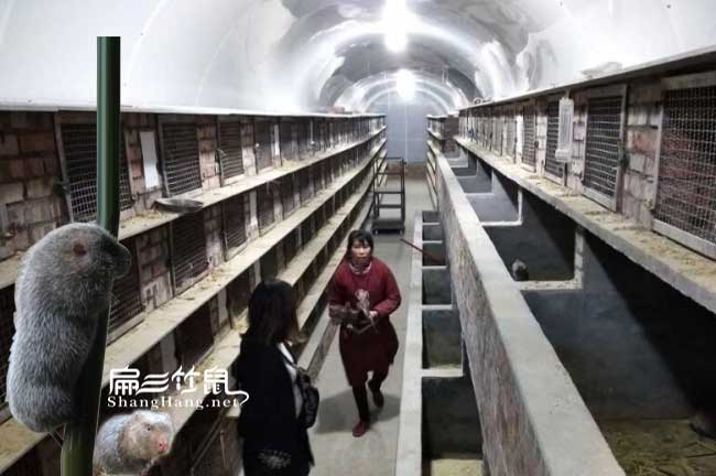 好新竹鼠舍廠房建造樣式：立體池 平面池 鼠窩權(quán)威展示