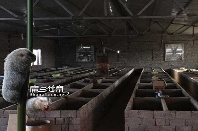 陽(yáng)西竹鼠基地
