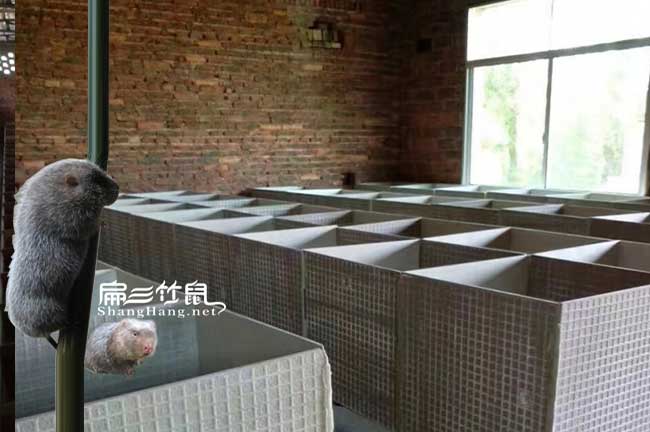 竹鼠養(yǎng)殖舍