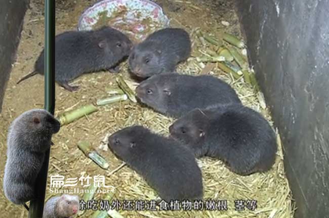 樟木頭竹鼠養(yǎng)殖基地