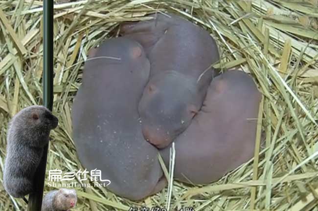 溫州6萬(wàn)只竹鼠養(yǎng)殖場(chǎng) 臺(tái)州大型養(yǎng)殖基地 價(jià)格1公3母890元/對(duì)