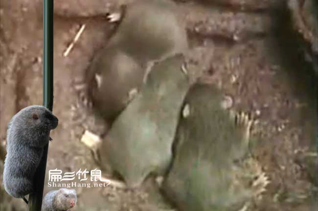 廈門竹鼠養(yǎng)殖場(chǎng)