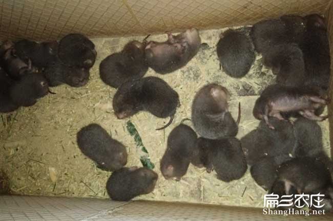 福建小竹鼠養(yǎng)殖場(chǎng)