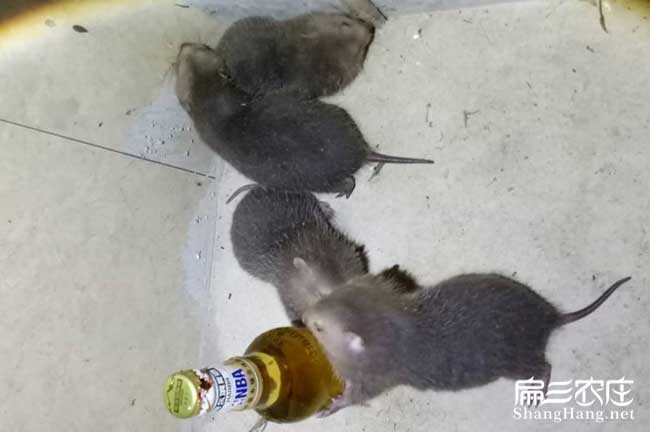 東莞竹鼠批發(fā)