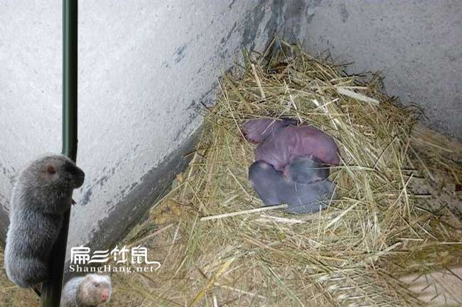 廣州竹鼠養(yǎng)殖