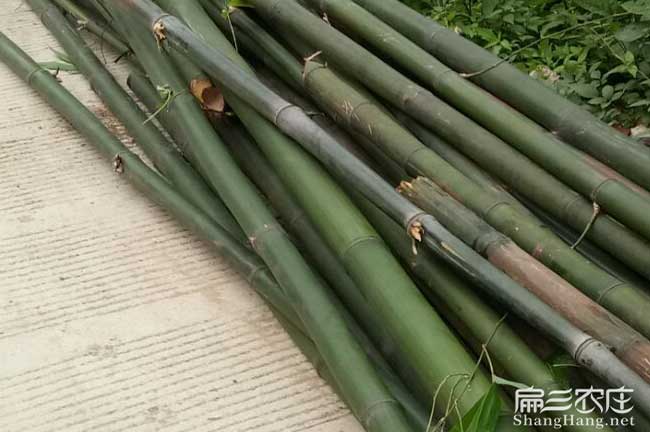 連江竹鼠種苗批發(fā)