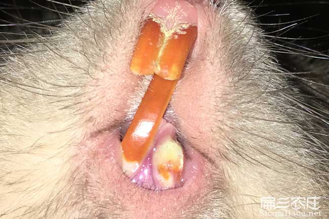 竹鼠控制腸炎方法