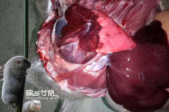 福建竹鼠批發(fā)