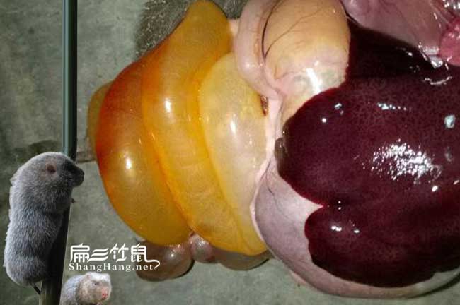 謝崗竹鼠養(yǎng)殖
