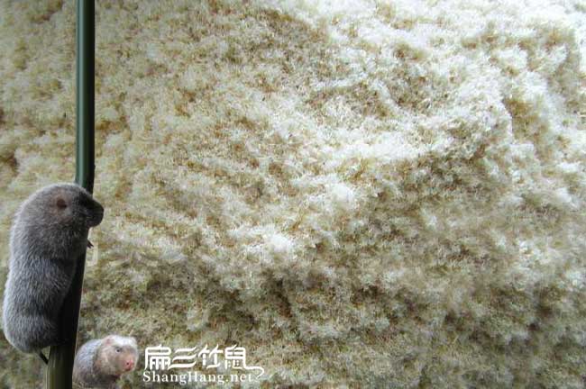 竹鼠腸胃炎用竹子粉