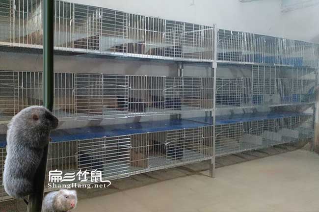 沅陵竹鼠養(yǎng)殖設(shè)備