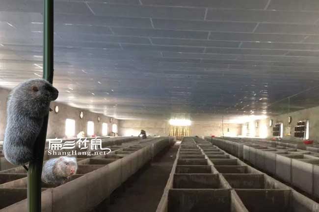 福建大型竹鼠養(yǎng)殖場(chǎng)