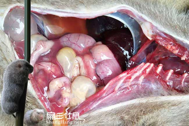 竹鼠養(yǎng)殖腸炎難點(diǎn)