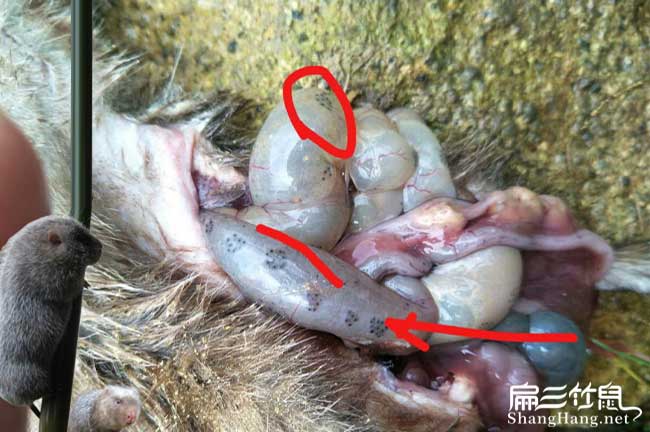 竹鼠腸炎解剖