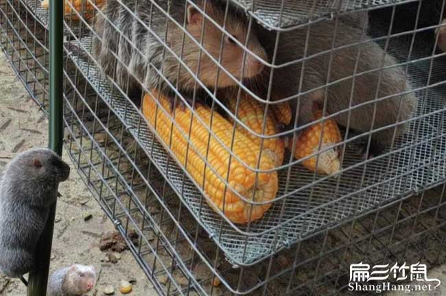竹鼠價格
